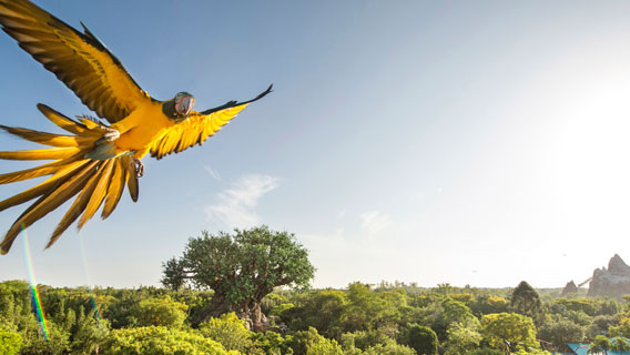 Bird in flight at Disney's Animal Kingdom Theme Park