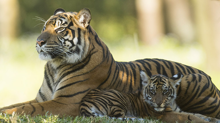 Tigers at Maharajah Jungle Trek at Animal Kingdom